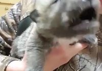 Sudenpentu harjoittelee ulvomista