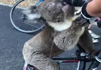 Janoinen koala saa vettä pyöräilijältä
