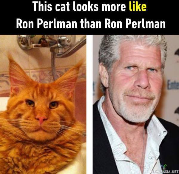Ron Perlmanin näköinen kissa