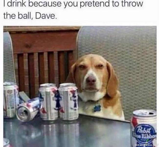 Koiran juomisen syyt