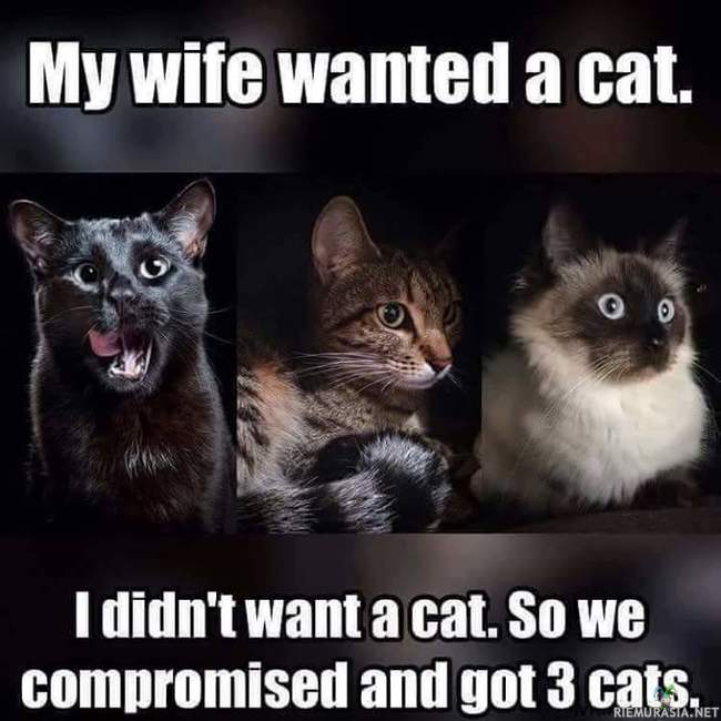 Vaimo halusi kissan - Tehtiin kompromissi