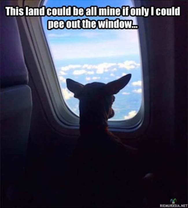 Reviirinmerkkauksen haaveet - Koira katselee maisemia lentokoneen ikkunasta