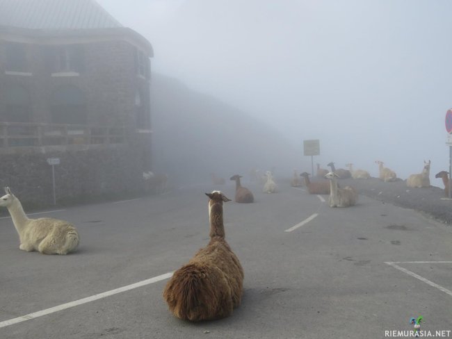 Alpakat sumussa - It&#039;s the Alpacalypse