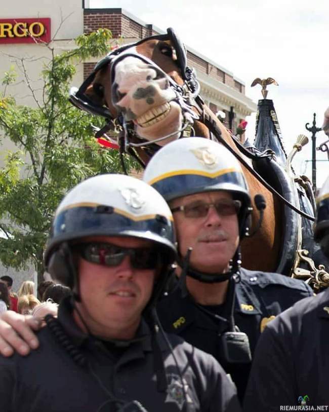 Hevosen photobomb - Ratsupoliisien heppa halusi kuvaan mukaan