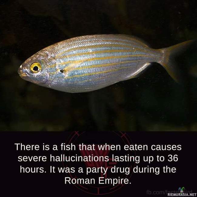 Hallusinaatioita aiheuttava kala - Antiikin Roomalaisilla oli mielenkiintoiset päihteet