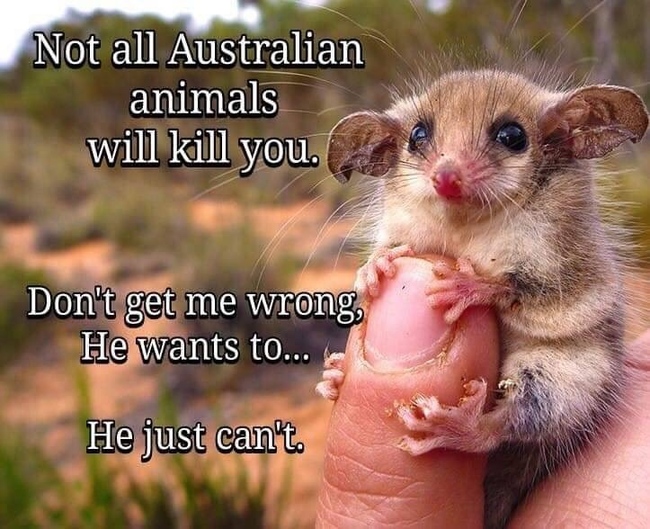 Kaikki eläimet Australiassa - Eivät tapa sinua.