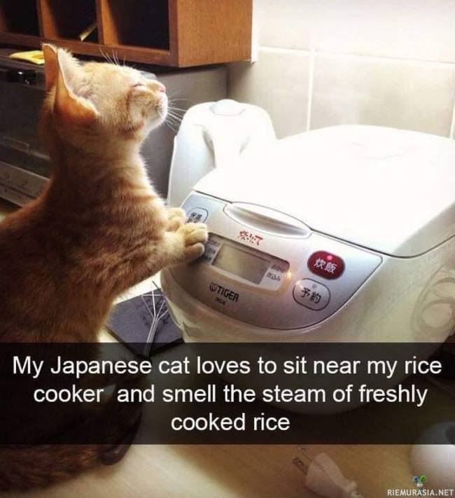 Kissa nautiskelee riisin tuoksusta